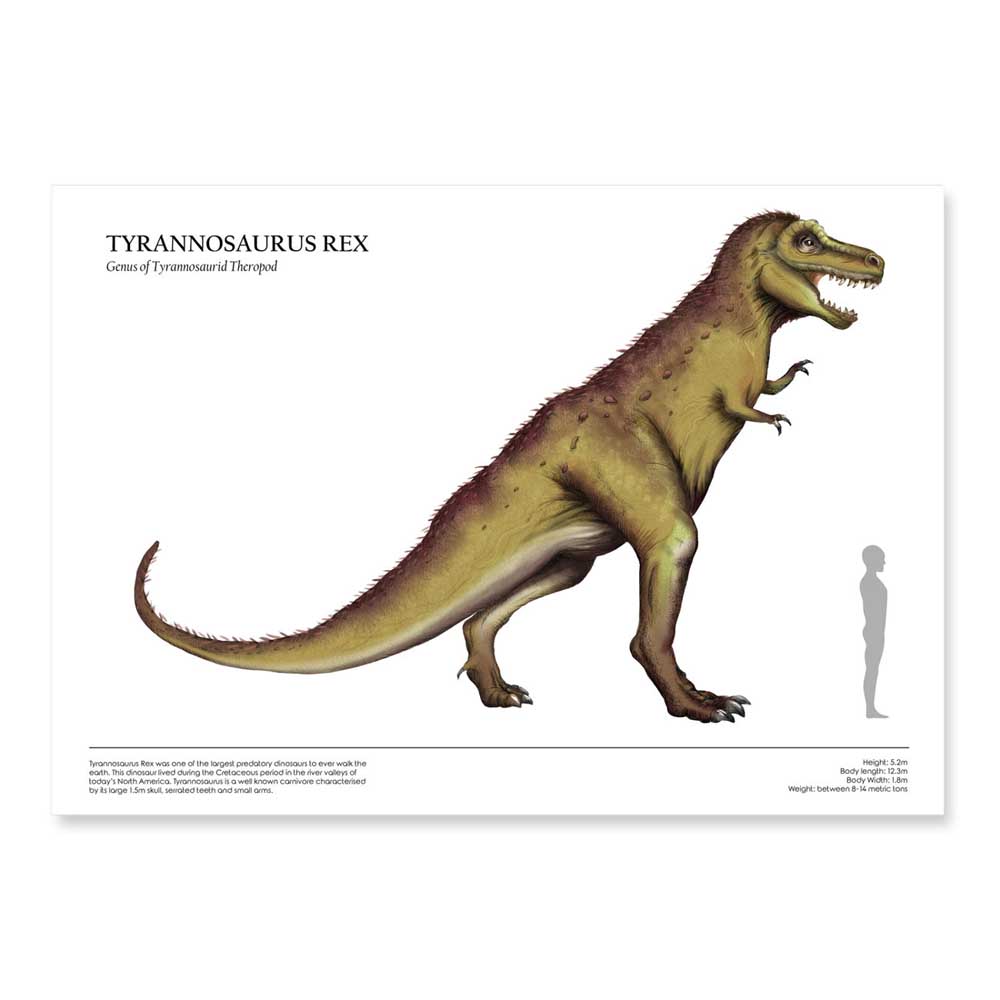 Human & Dinosaur Size Comparison Posters (Tyrannosaurus, A4)