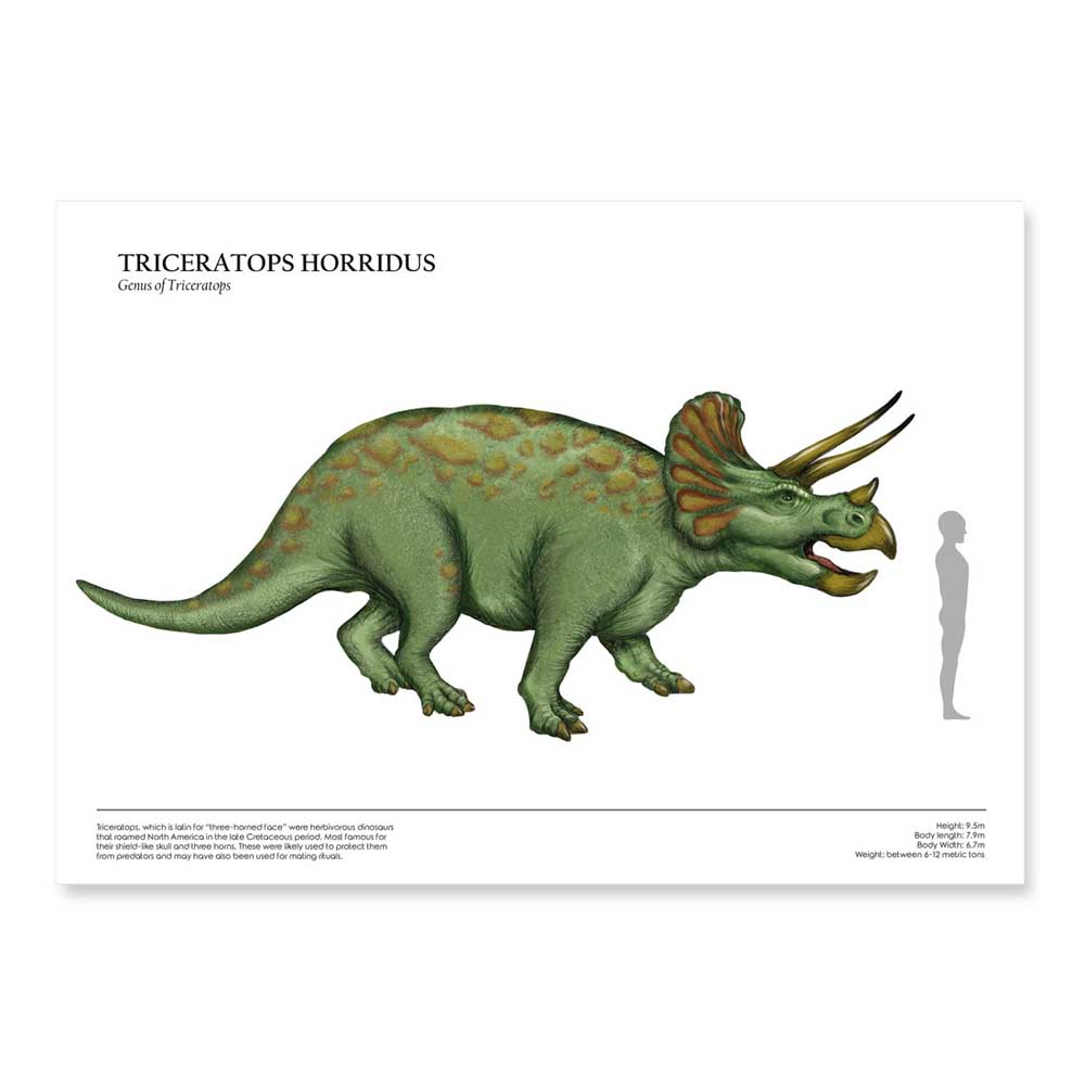 Human And Dinosaur Size Comparison Posters Triceratops A1 